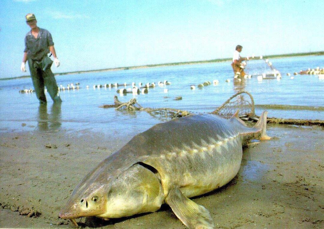 Если кто-нибудь спросит, где обитает рыба под названием калуга, можно ответить совершенно точно: она водится исключительно в бассейне реки Амур.
