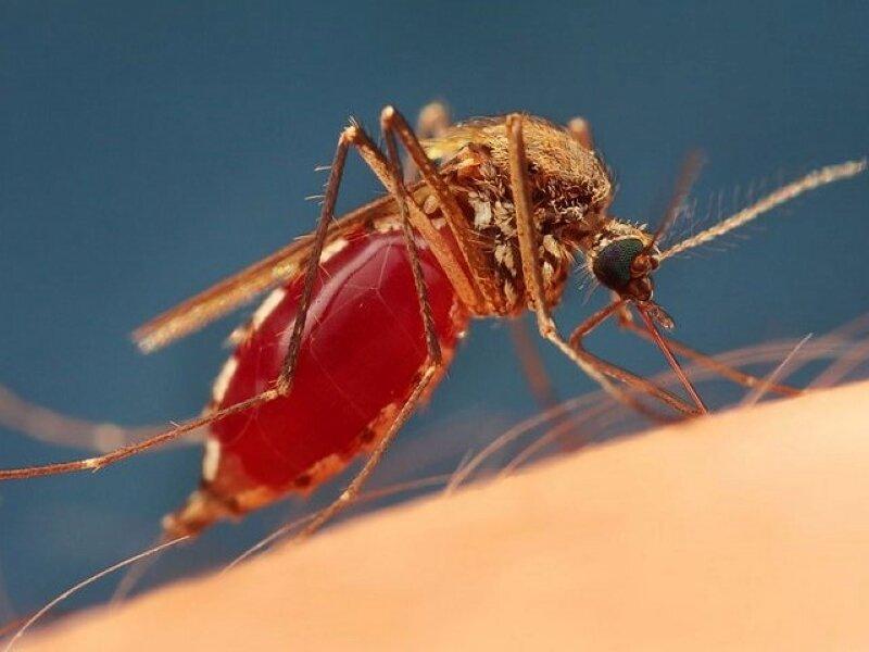 Комар, напившийся крови. Фото с сайта https://pulson.ru/