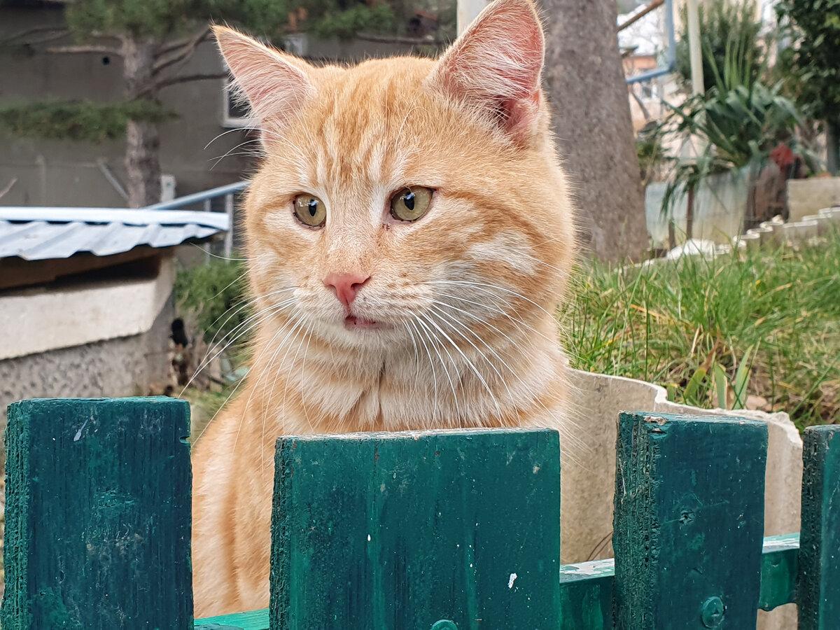 Крымский котик
