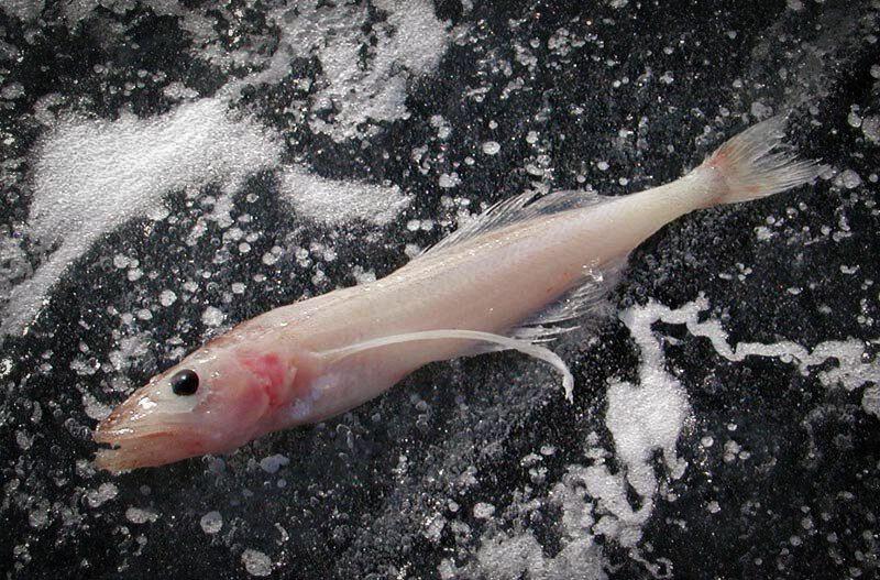 Голомянка - таинственная рыба Байкала