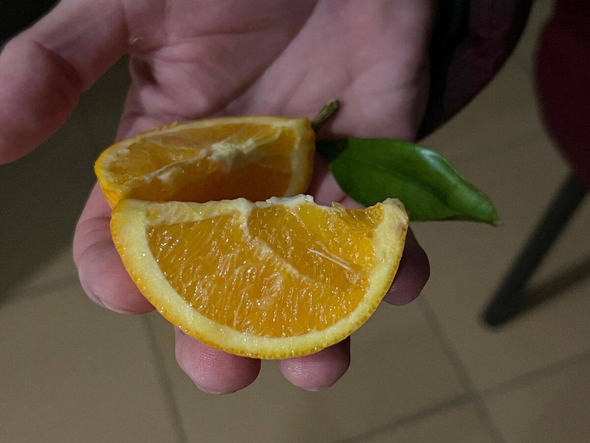 Можно съесть подряд хоть 3 апельсина! Они сладкие, без жёстких жил. Сказка! 