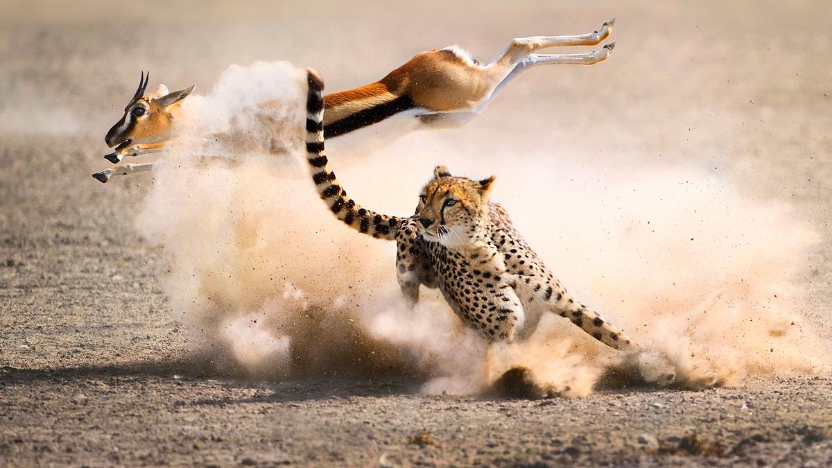 В охоте гепарда могут случиться ошибки, особенно на слишком больших скоростях. Фото из Интернета