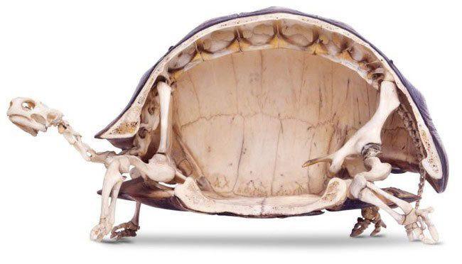 Срез скелета черепахи, демонстрирующий, как устроен панцирь на самом деле. Фото из Интернета. 