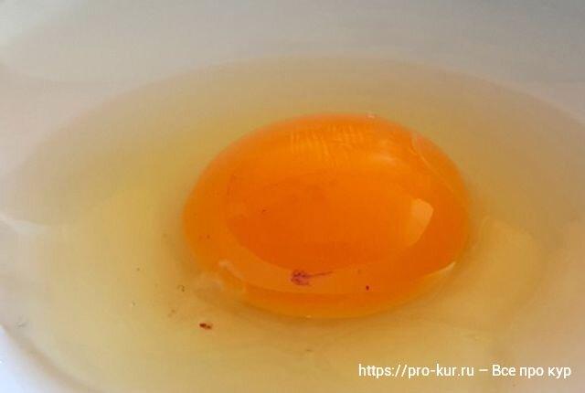 Добрый день. Что означает кровинка в курином яйце, можно ли есть такие яйца или лучше отправить в мусорное ведро?-3