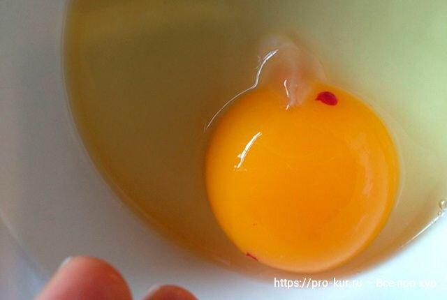Добрый день. Что означает кровинка в курином яйце, можно ли есть такие яйца или лучше отправить в мусорное ведро?-4