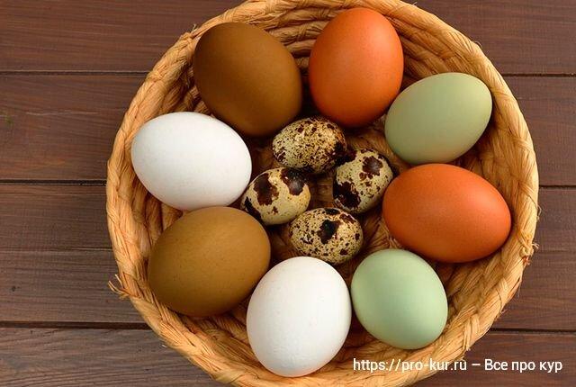 Добрый день. Что означает кровинка в курином яйце, можно ли есть такие яйца или лучше отправить в мусорное ведро?-6