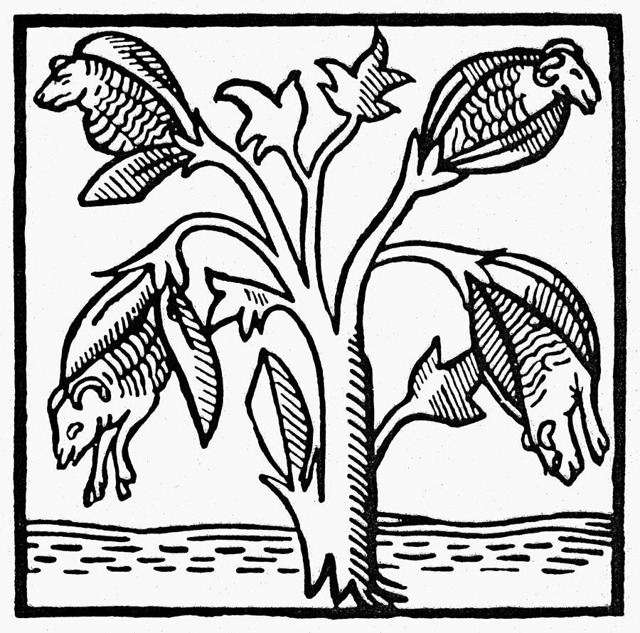 Так в XVI веке представляли связь между растениями и животными