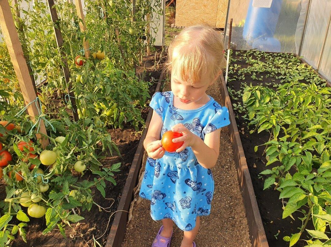 летом дочка ест помидоры прямо с грядки