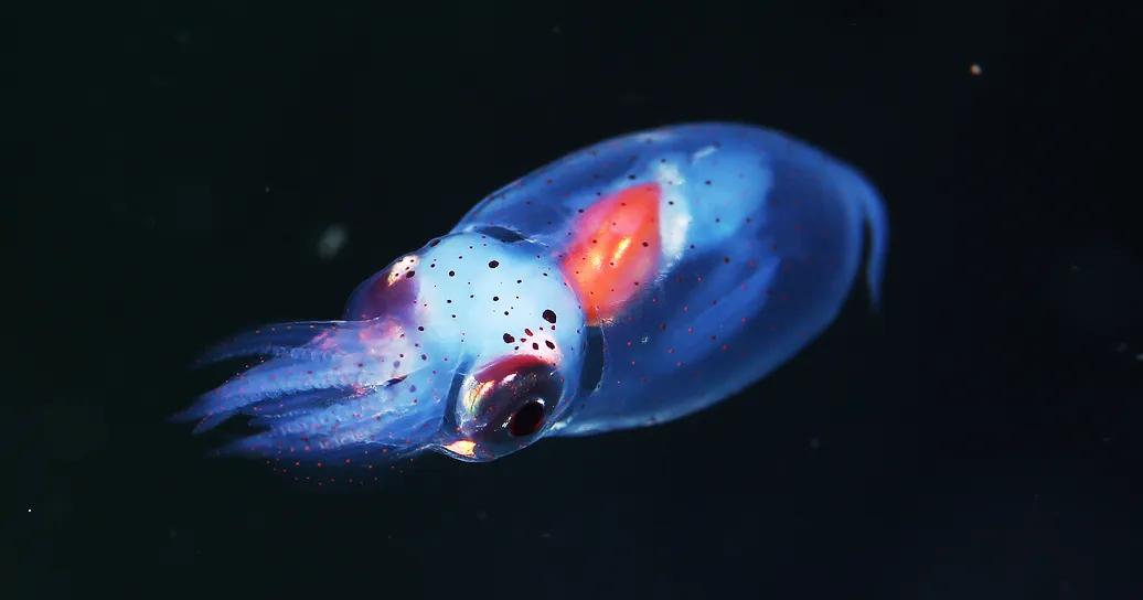 Морской планктон не столь безобиден, каким кажется