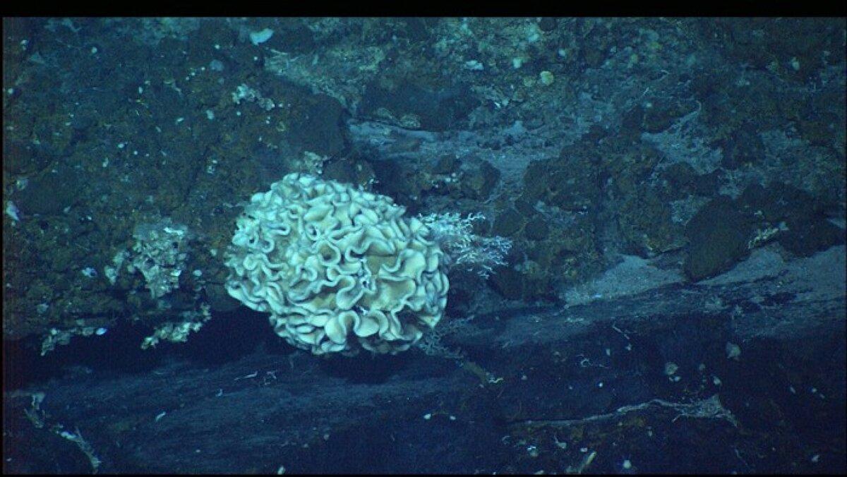 Марианская впадина, вернее Марианский желоб – это самое глубокое подводное место на Земле. Находится в западной части Тихого океана у Марианских островов.-6