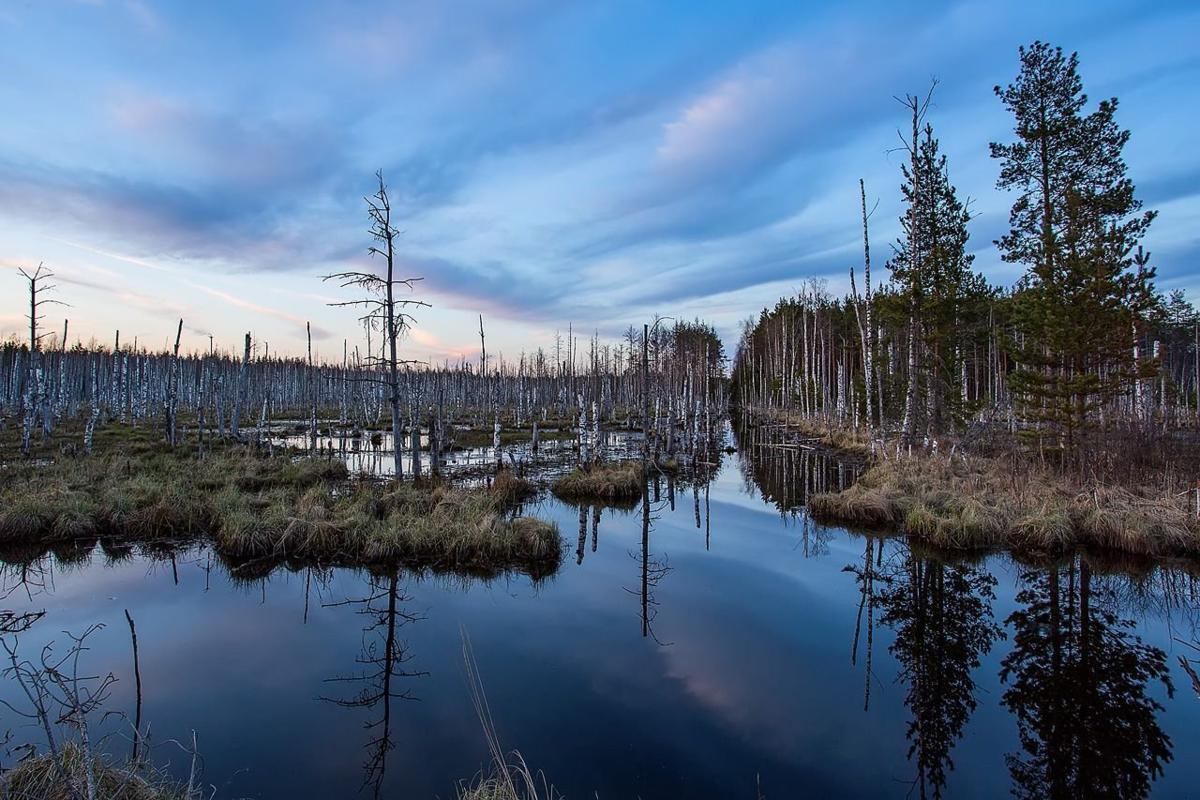 Большое Васюганское болото – это гигантская гидрологическая система, расположенная в Западной Сибири.