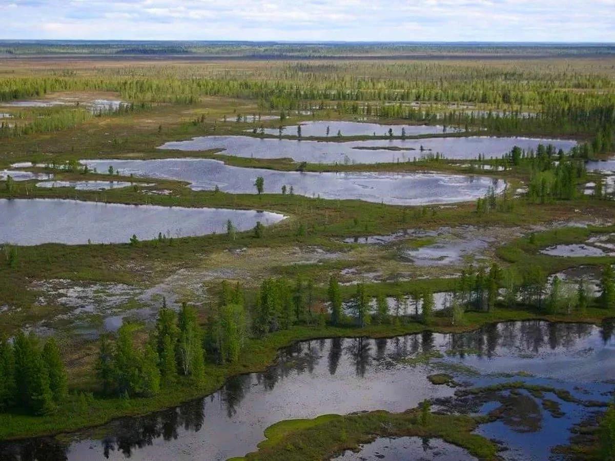 Большое Васюганское болото – это гигантская гидрологическая система, расположенная в Западной Сибири.-6