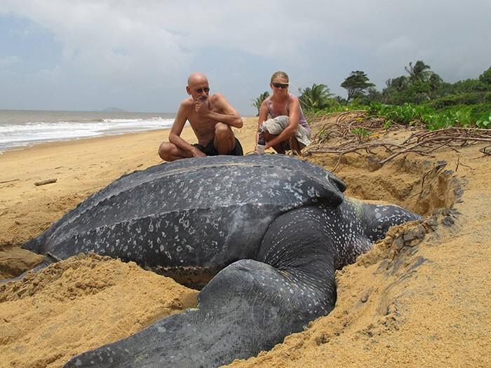 Кожистая черепаха отдыхает на берегу. Фото из Интернета