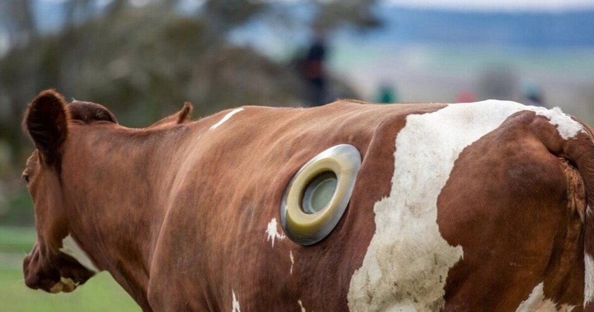 Зачем коровам делают дырки в боку и что будет, если ее заткнуть