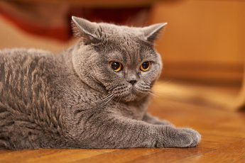 10 недостатков британских кошек, о которых умалчивают некоторые хозяева